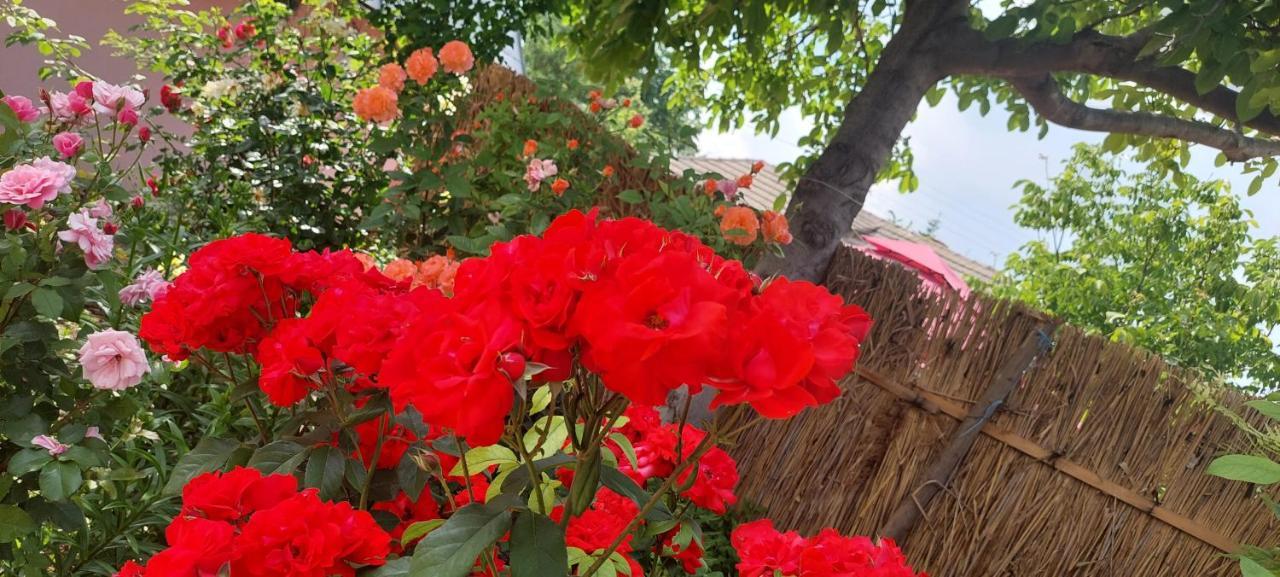 Pensiunea Happy Flowers Greci Exterior photo