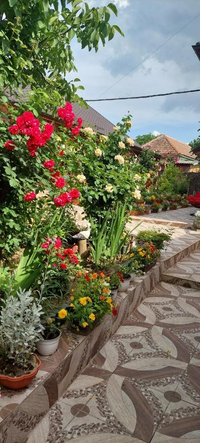Pensiunea Happy Flowers Greci Exterior photo