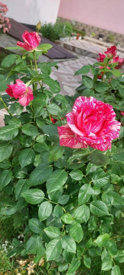 Pensiunea Happy Flowers Greci Exterior photo